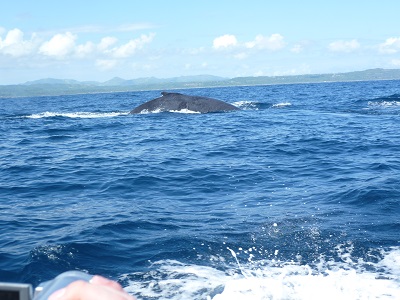 Ich sehe die ersten Wale in freier Natur.